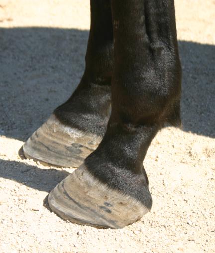 Healthy Hoof - Solutions for Barefoot Performance